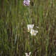 Early summer flowers blooming